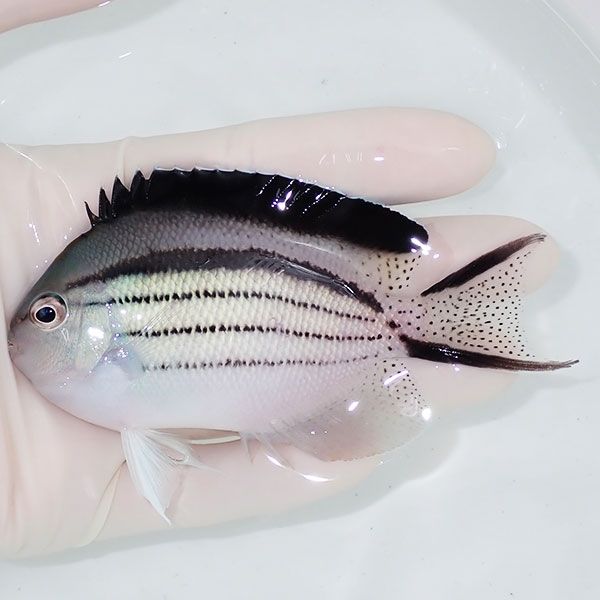 【現物2】タテジマヤッコ 10cm±! 海水魚 ヤッコ 15時までのご注文で当日...