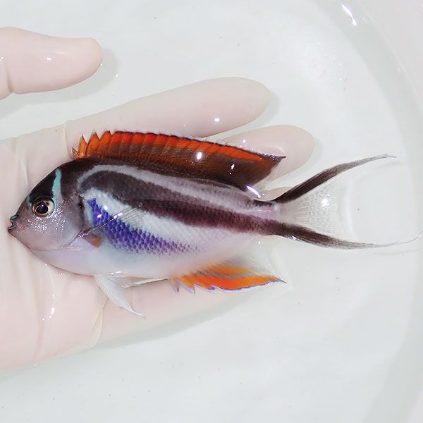 【現物】ベルスエンゼル ♀ （オーネイトエンゼル）11cm± ! 海水魚 ヤッ...