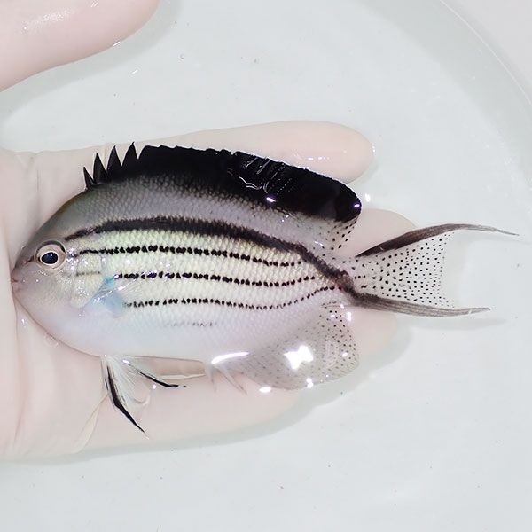 【現物1】タテジマヤッコ 11cm± ! 海水魚 ヤッコ 15時までのご注文で当...