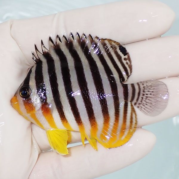 【現物3】sale シマヤッコ 6.5cm±! 海水魚 生体 15時までのご注文で当日...