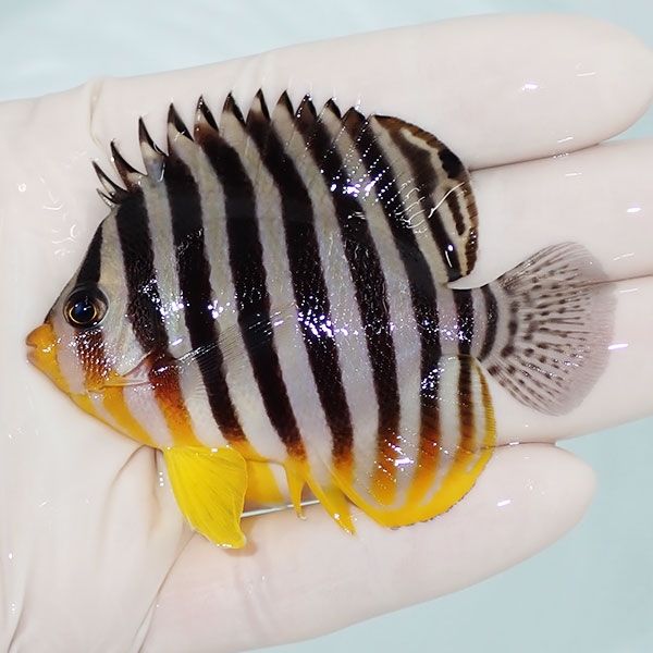 【現物4】sale シマヤッコ 7cm±! 海水魚 生体 15時までのご注文で当日発...