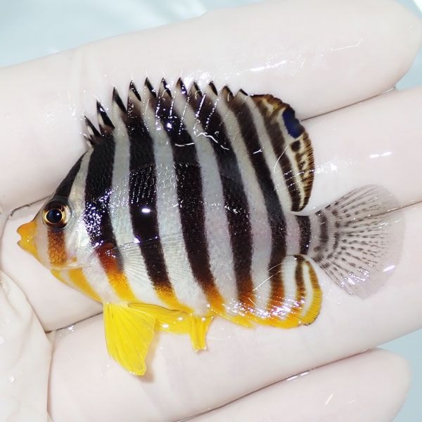 【現物1】尻びれ奇形 シマヤッコ 5.5cm±! 海水魚 生体 15時までのご注文...