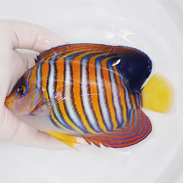 【現物1】ニシキヤッコbig 15cm±!海水魚 ヤッコ15時までのご注文で当日...