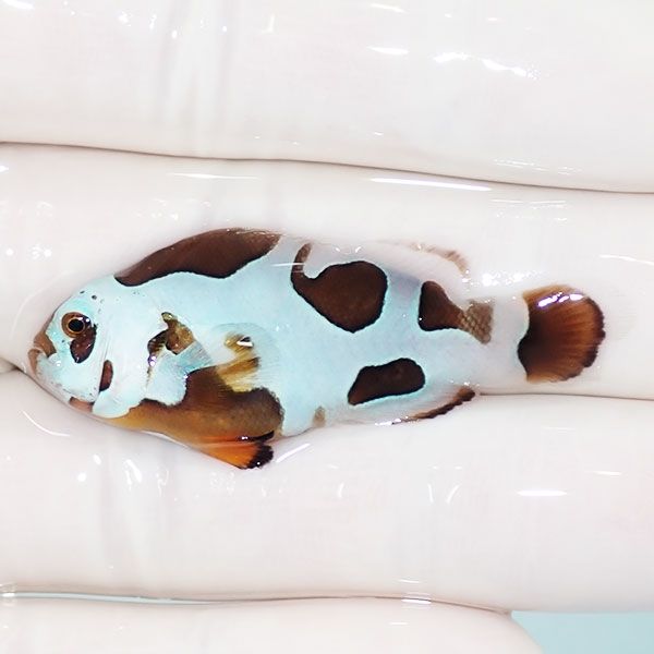 【現物1】ピカソストーム 4.5cm± ! 海水魚 クマノミ 餌付け 15時までの...