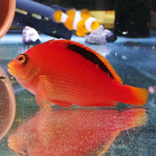 【現物2】小笠原産ベニゴンベ 7.8cm±! 海水魚 ゴンベ 餌付け 15時までの...