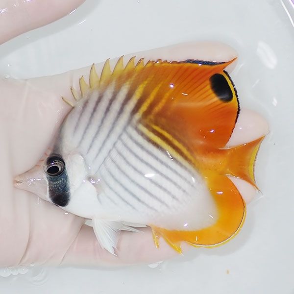 【現物】トゲチョウ 11cm±!チョウチョウウオ 海水魚 生体 15時までのご...