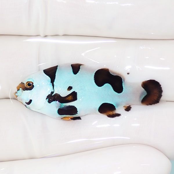 【現物2】ピカソストーム 3.8cm± ! ブリード 海水魚 カクレクマノミ(t11...