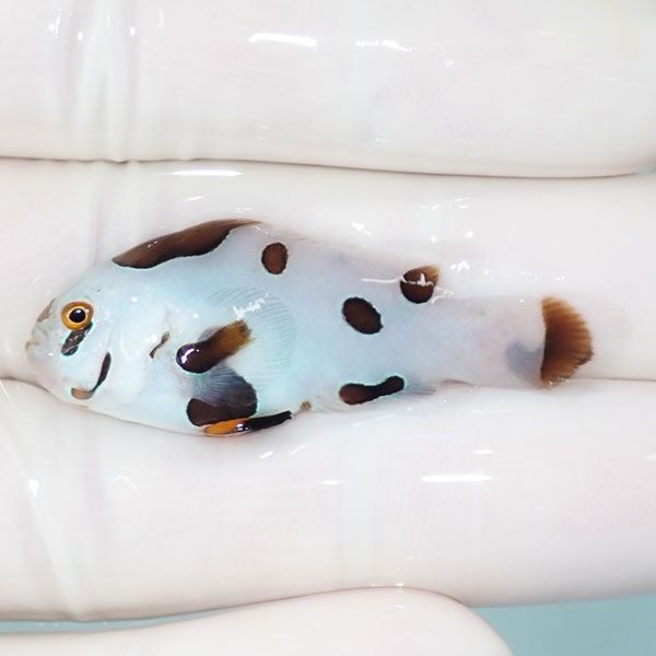 【現物5】ピカソストーム 4.2cm± !海水魚 クマノミ 15時までのご注文で...