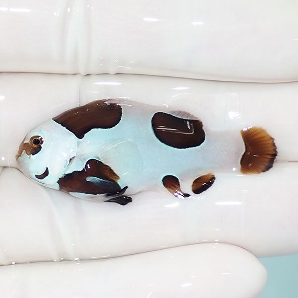 【現物4】ピカソストーム 4.5cm± !海水魚 クマノミ 15時までのご注文で...