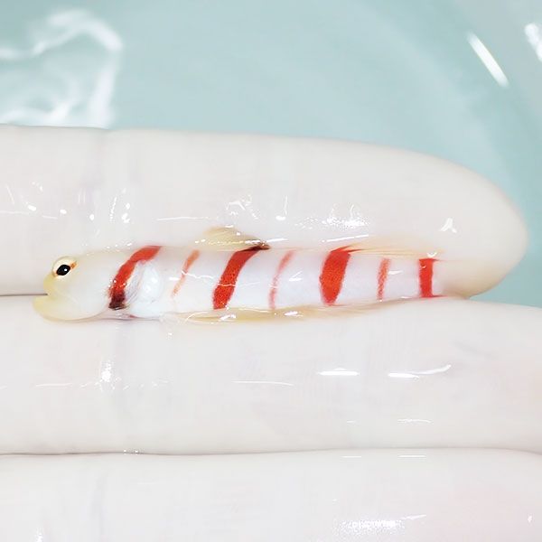 【現物2】ドラクラシュリンプゴビー 5.5cm±!海水魚 ハゼ 15時までのご注...