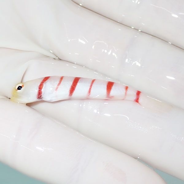 【現物3】ドラクラシュリンプゴビー 4cm± 海水魚 ハゼ! 餌付け 15時まで...