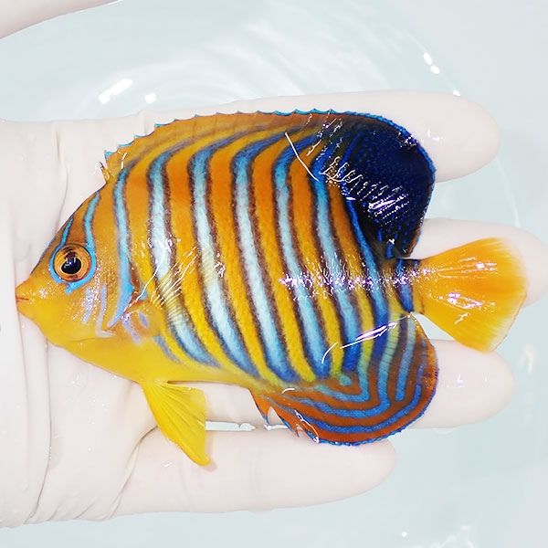 【現物1】モルディブ産 インドニシキヤッコ 10cm±! 海水魚 ヤッコ 15時...