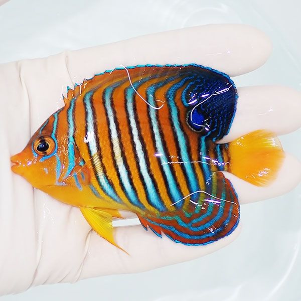 【現物2】モルディブ産 インドニシキヤッコ 9.5cm±! 海水魚 ヤッコ 15時...