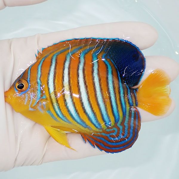 【現物3】モルディブ産 インドニシキヤッコ 10cm±! 海水魚 ヤッコ 15時...