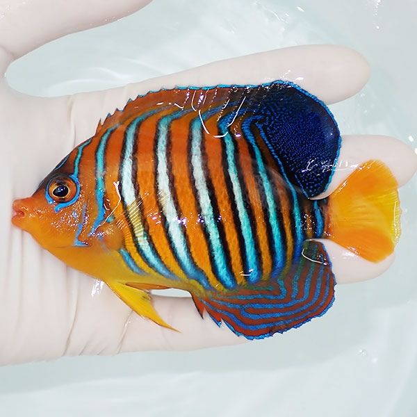 【現物4】モルディブ産 インドニシキヤッコ 11.5cm±! 海水魚 ヤッコ 15...