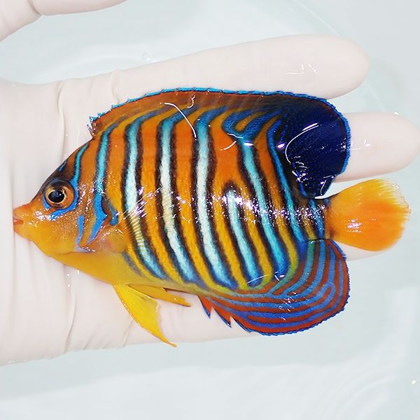 【現物5】モルディブ産 インドニシキヤッコ 11cm±! 海水魚 ヤッコ 15時...