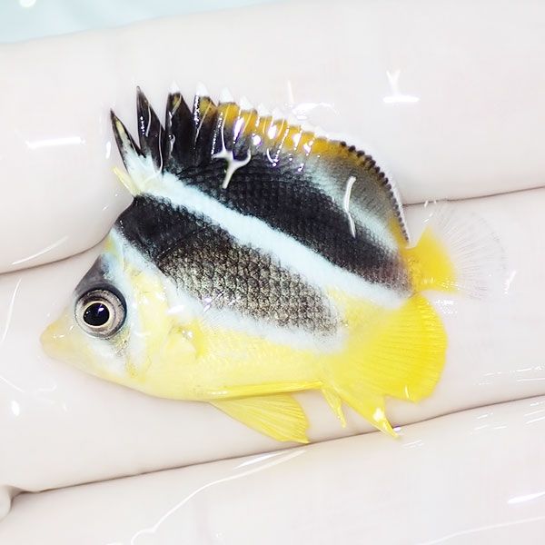 【現物1】インディアンバタフライ 4cm±! 海水魚 チョウチョウウオ 15時...