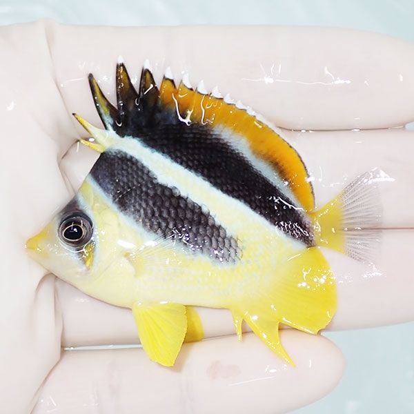 【現物2】インディアンバタフライ 6cm±! 海水魚 チョウチョウウオ 15時...