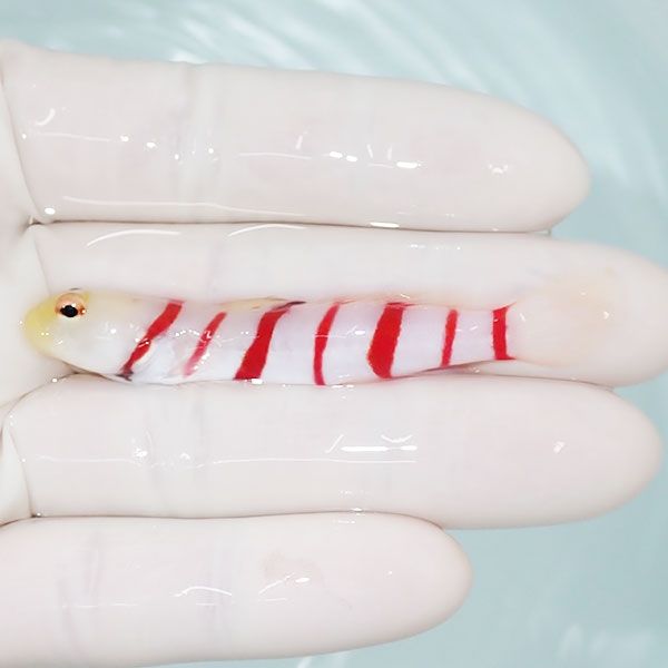 【現物1】ドラクラシュリンプゴビー 7cm 海水魚 ハゼ !15時までのご注...