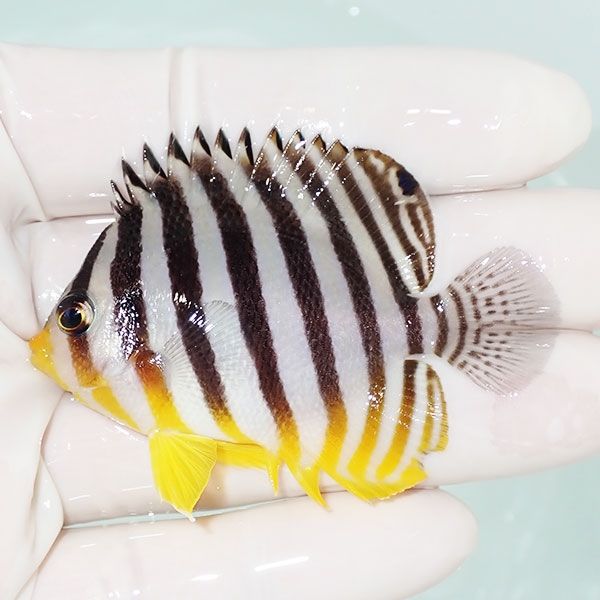 【現物9】sale シマヤッコ 6cm±! 海水魚 生体 15時までのご注文で当日発...