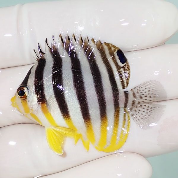 【現物10】sale シマヤッコ 4.7cm±! 海水魚 生体 15時までのご注文で当...