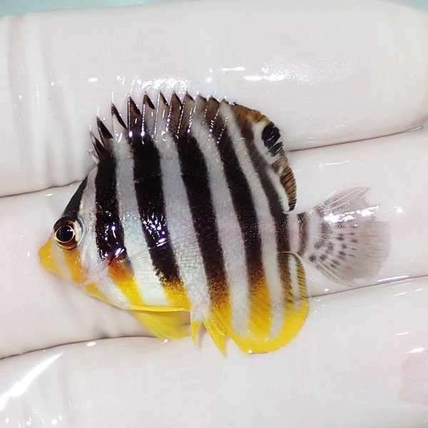 【現物4】sale シマヤッコ 3.7cm±! 海水魚 生体 15時までのご注文で当日...