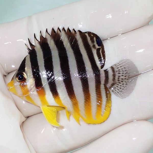 【現物5】sale シマヤッコ 5cm±! 海水魚 生体 15時までのご注文で当日発...