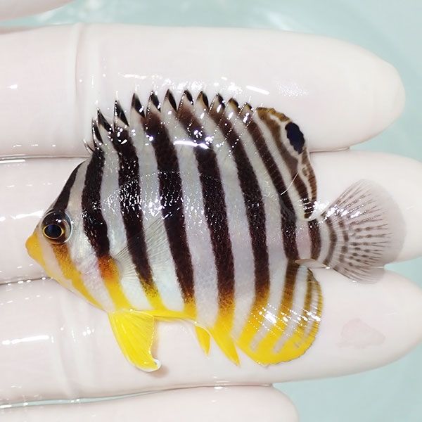 【現物1】saleシマヤッコ 5.5cm±! 海水魚 生体 15時までのご注文で当日...