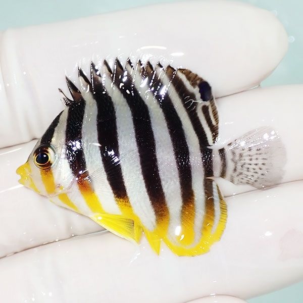 【現物2】sale シマヤッコ 4.5cm±! 海水魚 生体 15時までのご注文で当日...