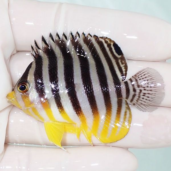 【現物12】sale シマヤッコ 6cm±! 海水魚 生体 15時までのご注文で当日...