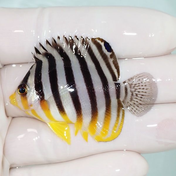 【現物8】sale シマヤッコ 5cm±! 海水魚 生体 15時までのご注文で当日発...