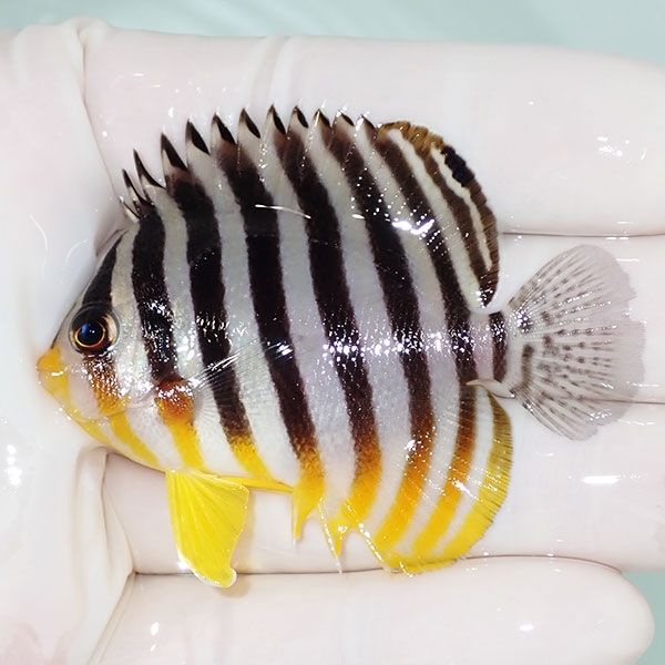 【現物13】sale シマヤッコ 6cm±! 海水魚 生体 15時までのご注文で当日...