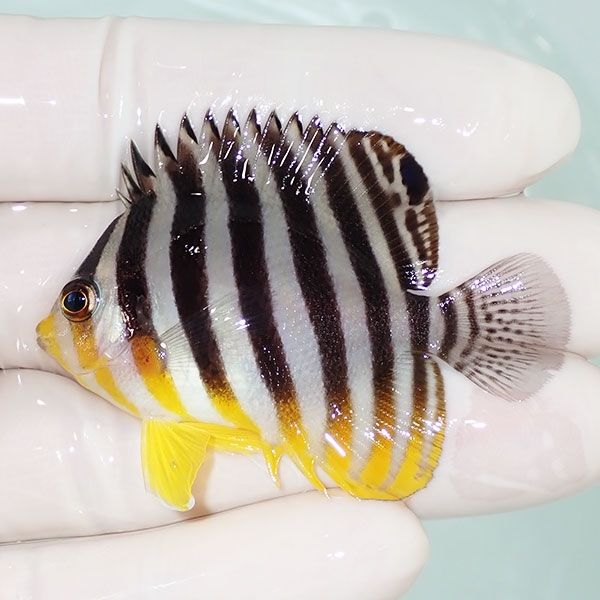 【現物11】sale シマヤッコ 5cm±! 海水魚 生体 15時までのご注文で当日...