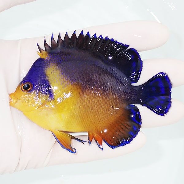 【現物1】スミレヤッコ 9cm±! 海水魚 ヤッコ 15時までのご注文で当日発...