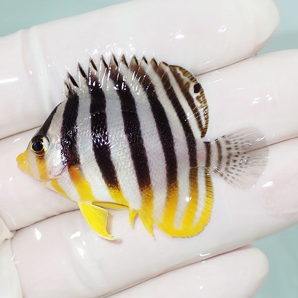 【現物7】sale シマヤッコ 4.5cm±! 海水魚 生体 15時までのご注文で当日...