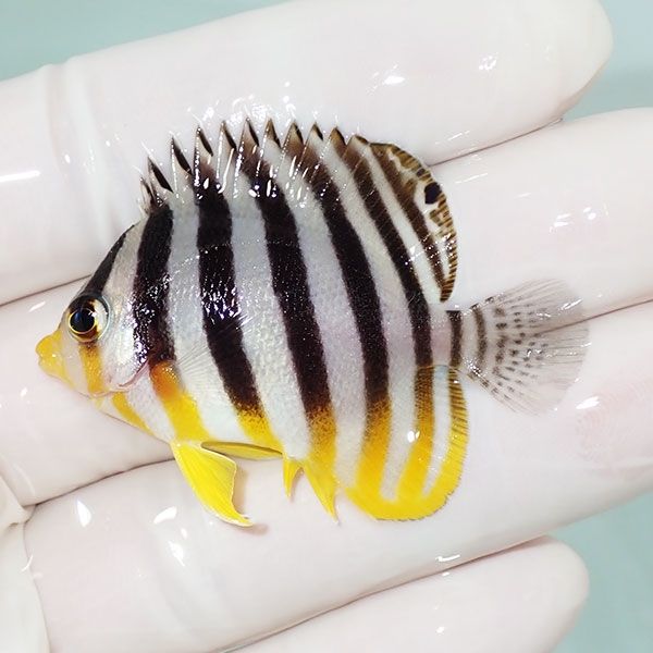 【現物7】sale シマヤッコ 4.5cm±! 海水魚 生体 15時までのご注文で当日...