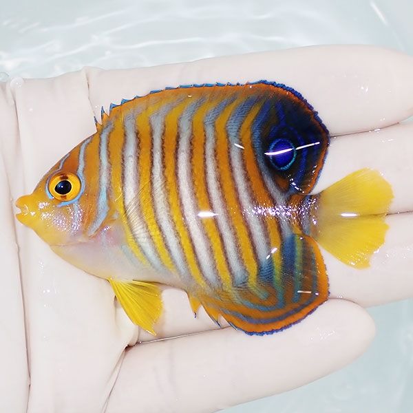 【現物1】ニシキヤッコ 7.5cm±!海水魚 ヤッコ15時までのご注文で当日発...