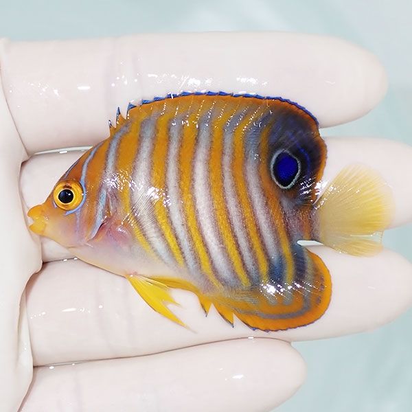 【現物2】ニシキヤッコ 6.3cm±!海水魚 ヤッコ15時までのご注文で当日発...