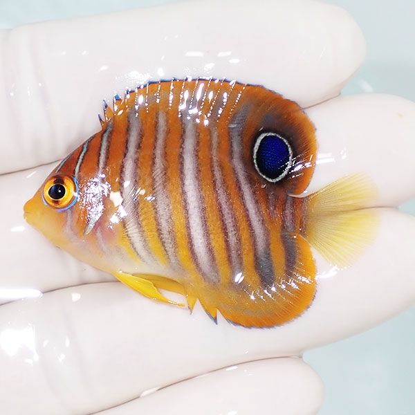 【現物3】ニシキヤッコ 4.8cm±!海水魚 ヤッコ15時までのご注文で当日発...