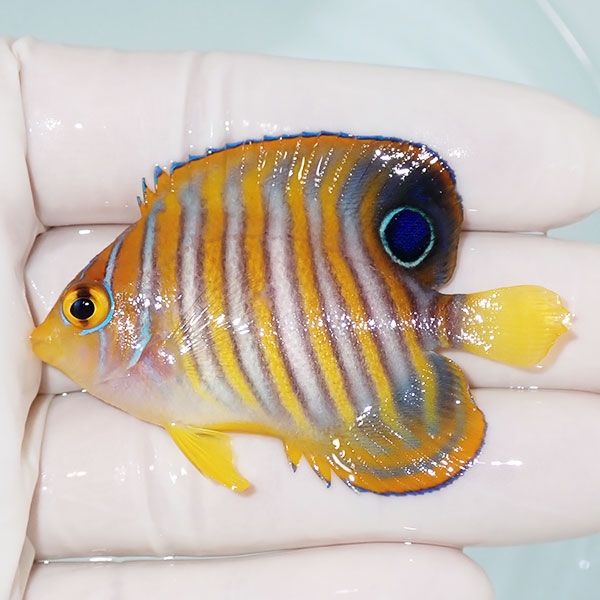 【現物4】ニシキヤッコ 6cm±!海水魚 ヤッコ15時までのご注文で当日発送(...