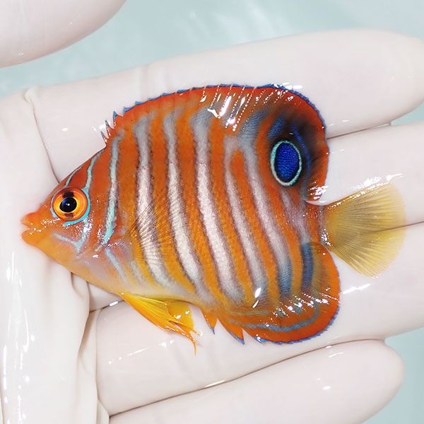 【現物5】ニシキヤッコ 6.5cm±!海水魚 ヤッコ15時までのご注文で当日発...