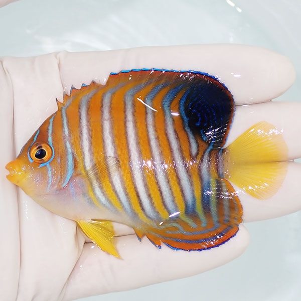 【現物6】ニシキヤッコ 背ビレ欠け 6.5cm±!海水魚 ヤッコ15時までのご注...