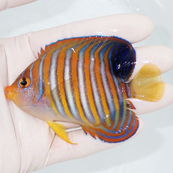 【現物7】ニシキヤッコ 9cm±!海水魚 ヤッコ15時までのご注文で当日発送(...