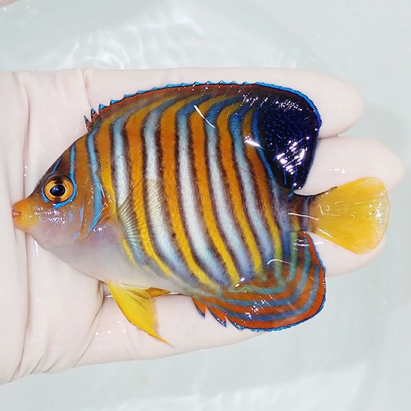 【現物8】ニシキヤッコ 9.5cm±!海水魚 ヤッコ15時までのご注文で当日発...