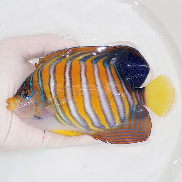 【現物9】 ニシキヤッコbig 16cm±!海水魚 ヤッコ15時までのご注文で当日...