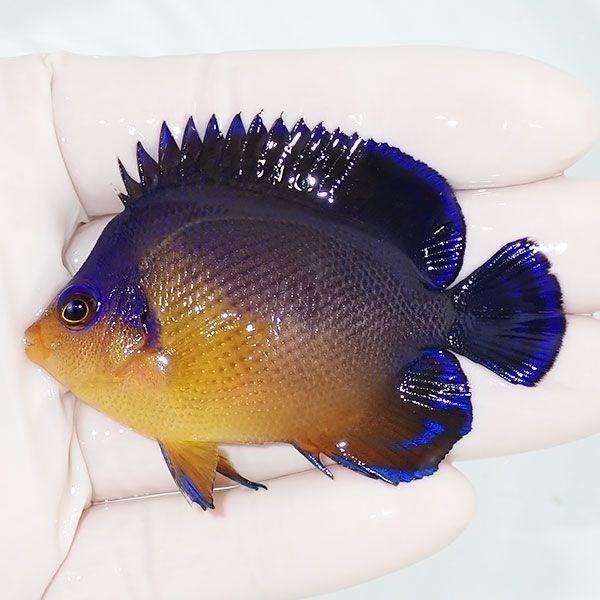 【現物2】スミレヤッコ 6.5cm±! 海水魚 ヤッコ 15時までのご注文で当日...