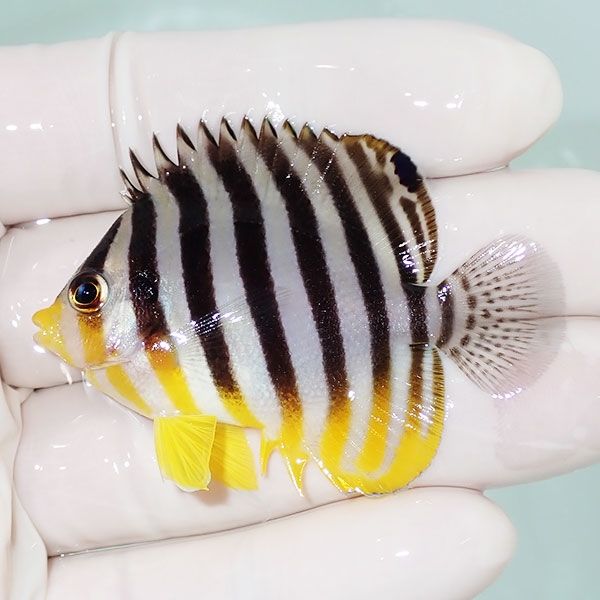 【現物14】sale シマヤッコ 5.5cm±! 海水魚 生体 15時までのご注文で当...