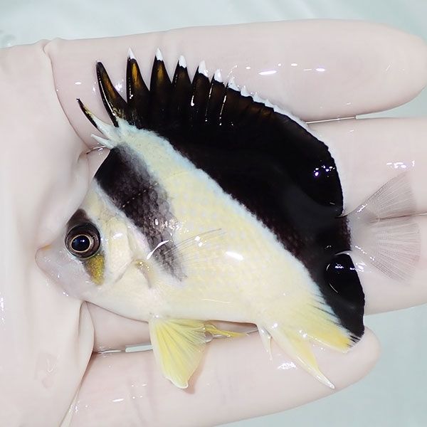 【現物3】バーゲスバタフライ 7cm±! 海水魚 チョウチョウウオ 15時まで...