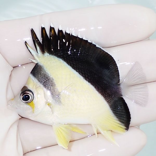 【現物5】バーゲスバタフライ 6cm±! 海水魚 チョウチョウウオ 15時まで...