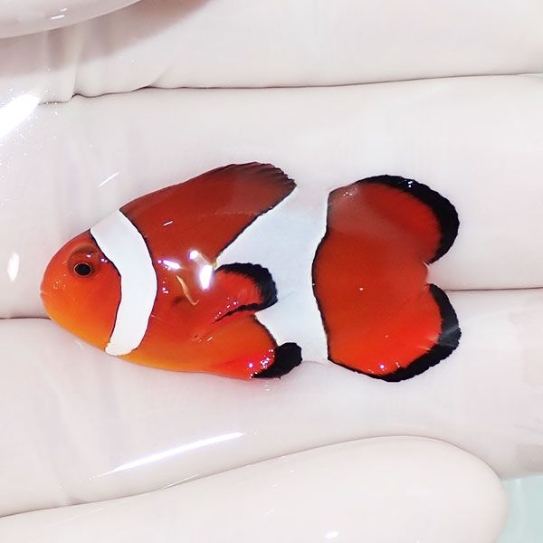 【現物】カクレクマノミハートテール 3.5cm! wild 海水魚 カクレクマノ...